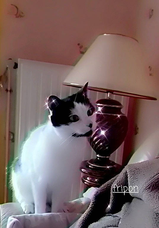 Fripon participe au concours pour gagner de l'argent avec cette photo : carnivore, cat, comfort, domestic_short_haired_cat, door, felidae, flooring, formal_wear, fur, hardwood, lamp, lampshade, room, sitting, small_to_medium_sized_cats, stairs, tail, whiskers, window, wood