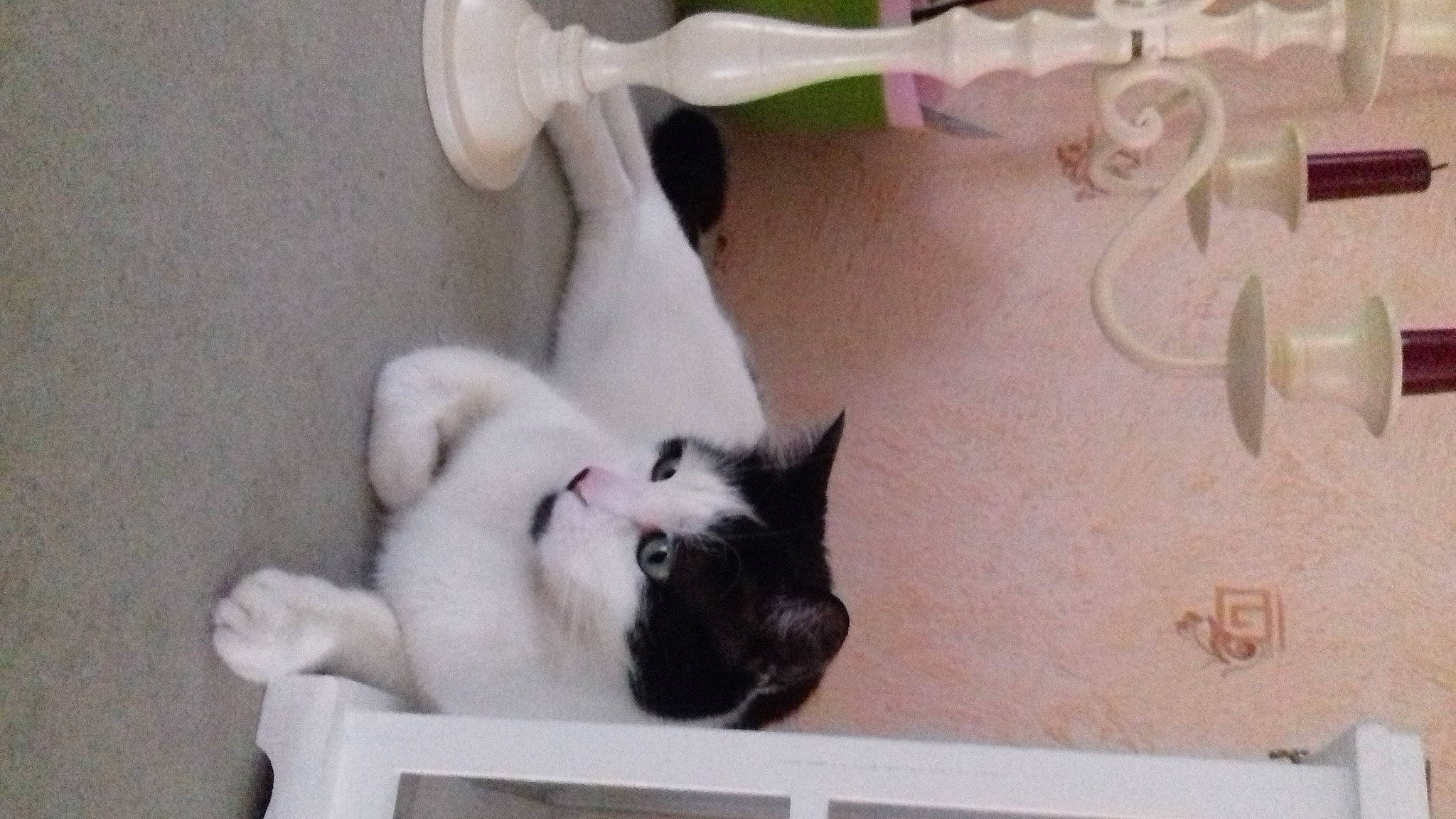 Fripon a rejoint le concours — aidez-le/la à gagner de superbes lots ! box, carnivore, cat, cat_supply, claw, comfort, companion_dog, domestic_short_haired_cat, felidae, flooring, fur, hardwood, paw, room, small_to_medium_sized_cats, tail, whiskers, white, wood