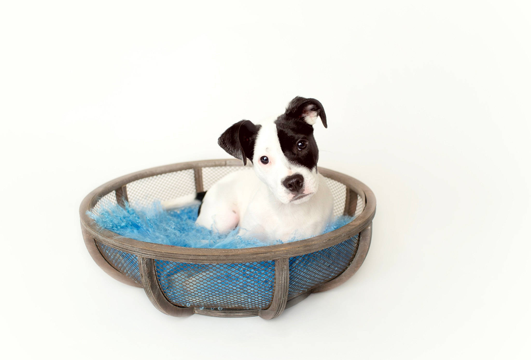 Petey is registered to the contest to win money with this photo: basket, boston_terrier, bowl, canidae, carnivore, cat_supply, comfort, companion_dog, dog, dog_bed, dog_breed, dog_food, dog_supply, fawn, pet_supply, recreation, snout, sporting_group, toy, toy_dog