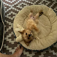 Winston is registered to the contest to win money with this photo: dog, pet_bed, toy, carpet, foot, home, small_dog, lying_down, playful, indoor, cozy, patterned_rug, animal, canine, fur, cute, relaxed, resting, household, domestic