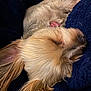 Winston joined the competition — help win amazing prizes! dog, sleeping, fluffy, cozy, blanket, pet, resting, fur, animal, closeup, ears, cute, domestic_animal, relaxation, comfort, indoor, calm, soft, companion, snuggle