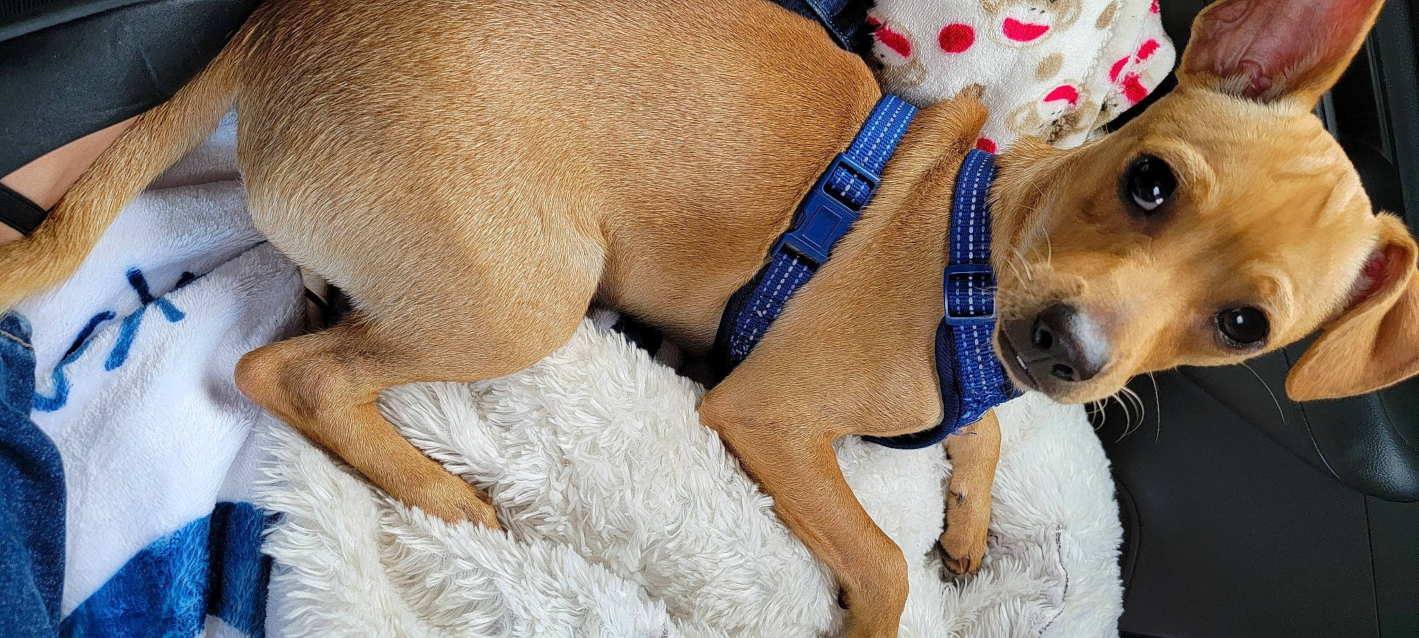 Scooby is registered to the contest to win money with this photo: canidae, carnivore, collar, companion_dog, dog, dog_breed, dog_clothes, dog_collar, dog_supply, fashion_accessory, fawn, fur, hat, leash, paw, pet_supply, sporting_group, terrestrial_animal, whiskers, working_animal