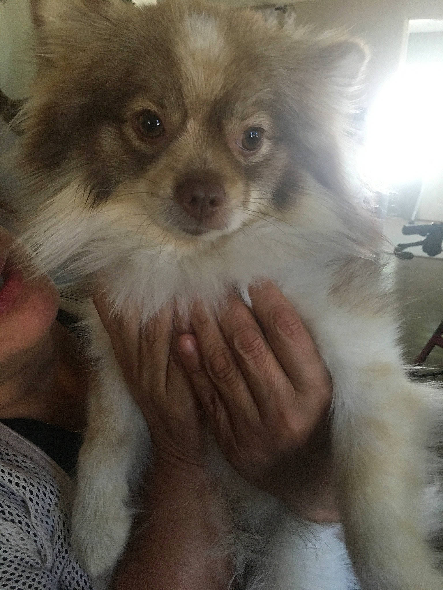 Oso joined the competition — help win amazing prizes! ancient_dog_breeds, canidae, carnivore, companion_dog, dog, dog_breed, fawn, fur, german_spitz_mittel, mammal, non_sporting_group, pomeranian, puppy, rare_breed_dog, skin, snout, spitz, toy_dog, vertebrate, whiskers
