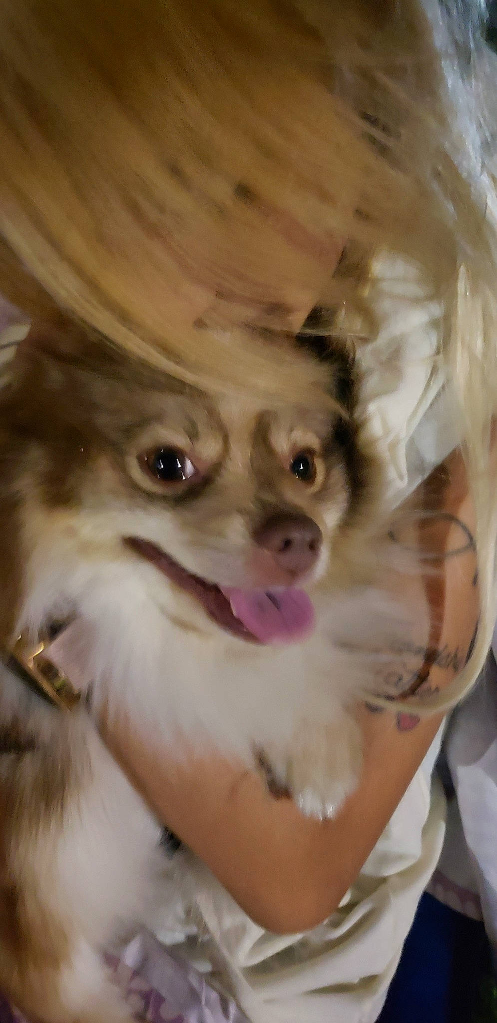 Oso is registered to the contest to win money with this photo: canidae, carnivore, chihuahua, companion_dog, dog, dog_breed, ear, eye, fawn, head, mammal, mouth, nose, pomeranian, puppy, skin, snout, toy_dog, vertebrate, whiskers