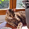 cat, tabby, feline, indoor, sunlight, window, wooden_table, relaxed, resting, pet, animal, whiskers, ears, fur, domestic_cat, table, daylight, quiet, home, curious