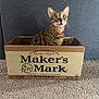 animal, brown, cardboard_box, carpet, cat, container, cozy, curious, ears, feline, floor, gray_background, home, indoor, looking_up, maker's_mark, pet, sitting, spotted, whiskers