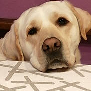 Rudy participe au concours pour gagner de l'argent avec cette photo : animal, calm, close_up, dog, ears, face, fur, head, indoor, labrador_retriever, muzzle, nose, patterned_surface, pet, portrait, purple_background, resting, sleepy, wooden_frame, yellow_dog
