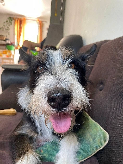 Murphy a rejoint le concours — aidez-le/la à gagner de superbes lots ! audio_equipment, canidae, carnivore, companion_dog, dog, dog_breed, ear, fur, houseplant, lamp, paw, picture_frame, schnauzer, snout, sporting_group, standard_schnauzer, terrier, toy_dog, whiskers, working_animal