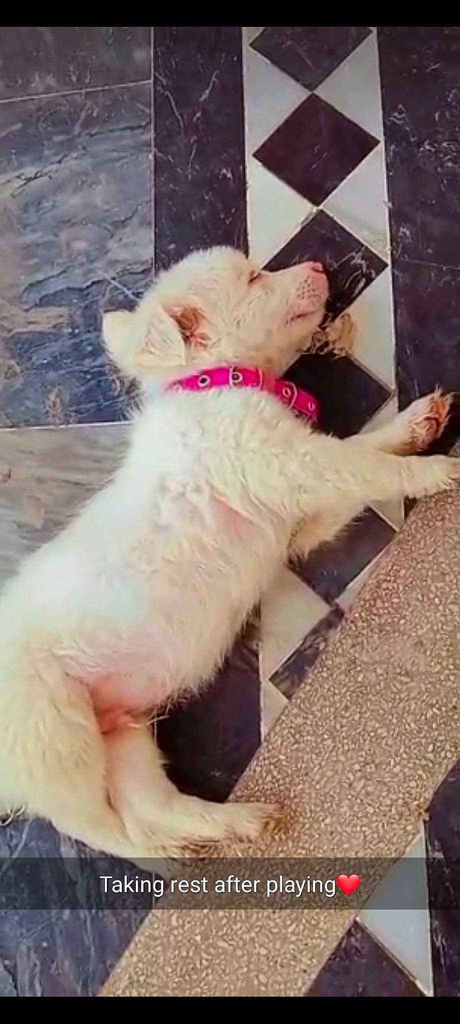 Jack joined the competition — help win amazing prizes! canidae, carnivore, collar, companion_dog, dog, dog_breed, fashion_accessory, fawn, felidae, fur, paw, small_to_medium_sized_cats, snout, sporting_group, stuffed_toy, sunglasses, tail, teddy_bear, toy, working_animal