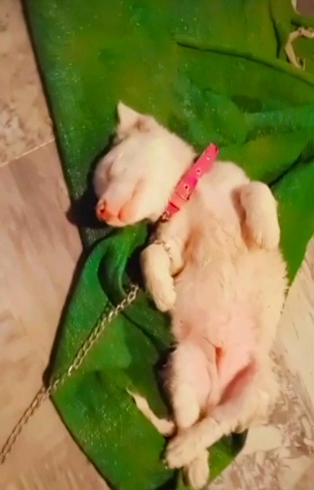 Jack joined the competition — help win amazing prizes! canidae, carnivore, cat, claw, companion_dog, dog_breed, fawn, felidae, fur, paw, small_to_medium_sized_cats, snout, tail, terrestrial_animal, terrestrial_plant, whiskers