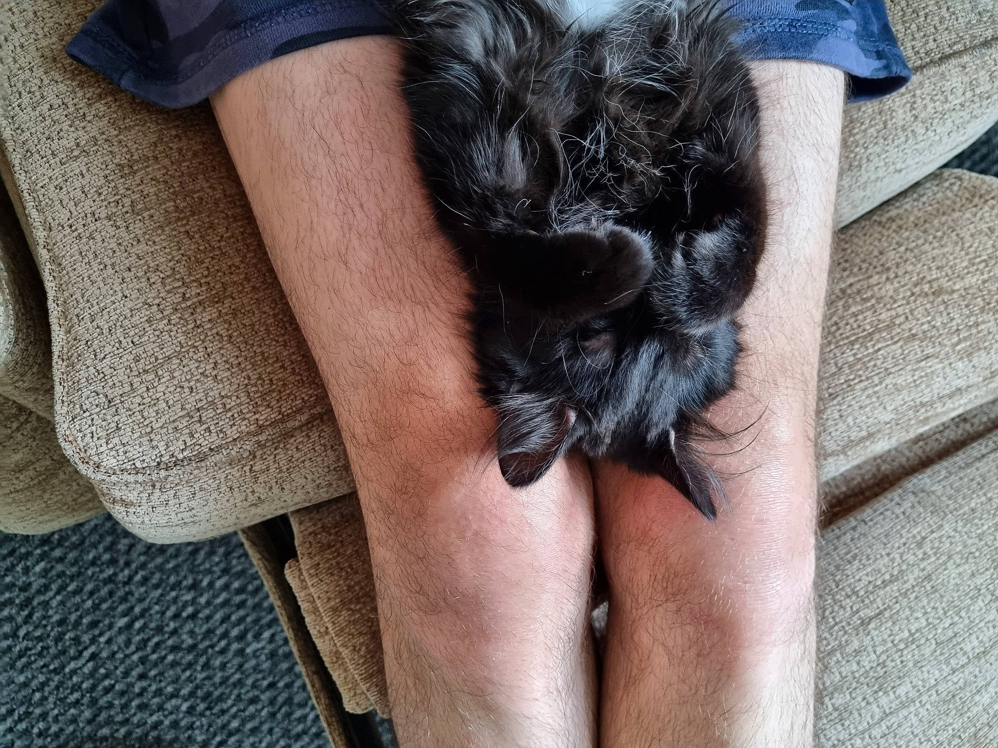 Bella is registered to the contest to win money with this photo: claw, comfort, companion_dog, dog_breed, electric_blue, fashion_accessory, flesh, foot, fur, gesture, grey, human_leg, nail, sleeve, sporting_group, street_fashion, tail, thigh, waist, wrist