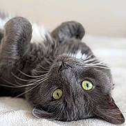 Jaspar joined the competition — help win amazing prizes! cat, feline, gray_cat, green_eyes, whiskers, close_up, portrait, pet, indoor, bed, blanket, fur, cute, playful, paws, lying_down, soft_texture, sleepy, looking_up, bokeh