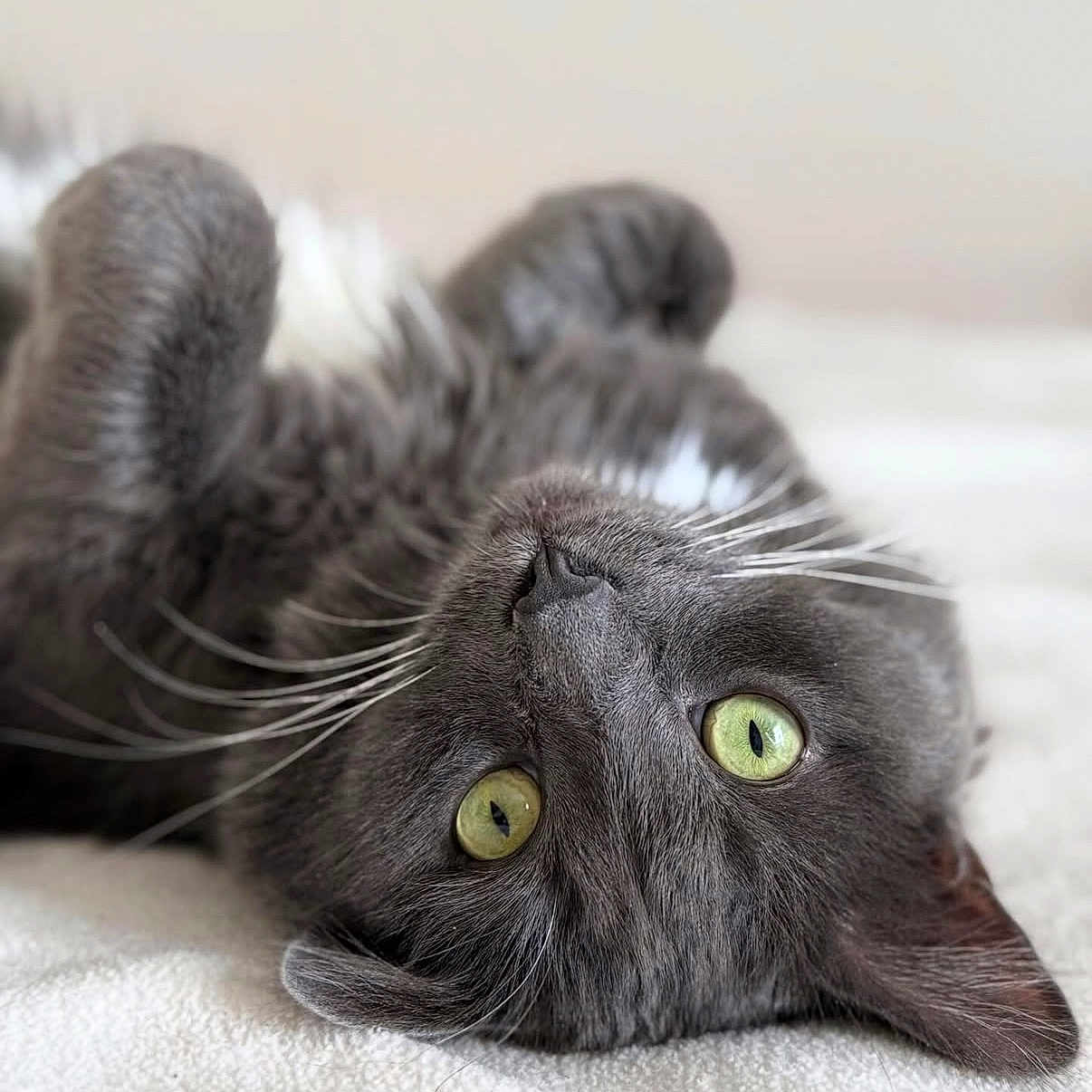 Jaspar joined the competition — help win amazing prizes! bed, blanket, bokeh, cat, close_up, cute, feline, fur, gray_cat, green_eyes, indoor, looking_up, lying_down, paws, pet, playful, portrait, sleepy, soft_texture, whiskers