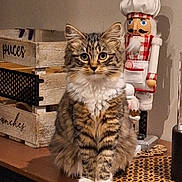 Tiny participe au concours pour gagner de l'argent avec cette photo : cat, tabby, fluffy, indoor, wooden_surface, nutcracker, chef_hat, decor, furniture, cute, pet, animal, brown, white_paws, striped, eyes, face, sitting, table, home