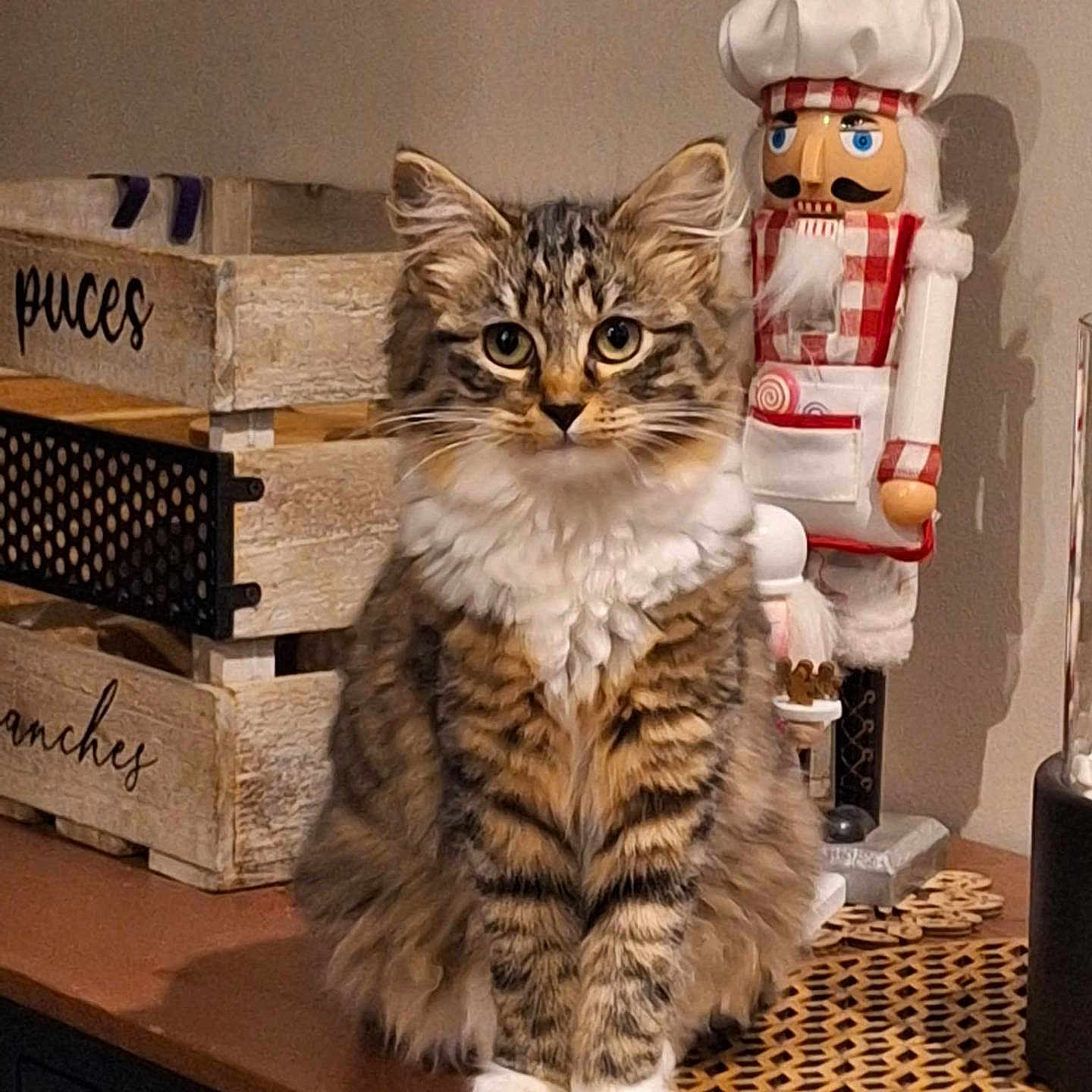 Tiny participe au concours pour gagner de l'argent avec cette photo : animal, brown, cat, chef_hat, cute, decor, eyes, face, fluffy, furniture, home, indoor, nutcracker, pet, sitting, striped, tabby, table, white_paws, wooden_surface