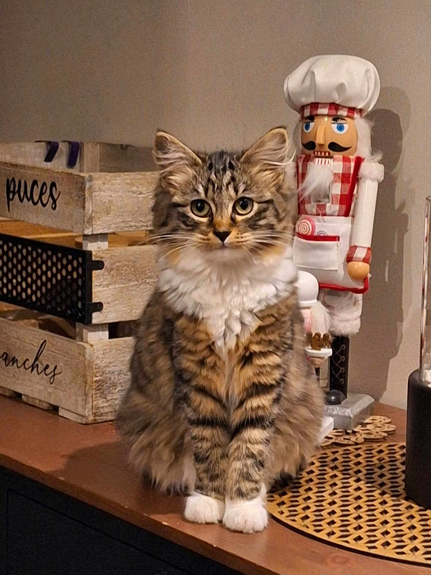 Tiny participe au concours pour gagner de l'argent avec cette photo : cat, tabby, fluffy, indoor, wooden_surface, nutcracker, chef_hat, decor, furniture, cute, pet, animal, brown, white_paws, striped, eyes, face, sitting, table, home