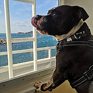 Baloo a rejoint le concours — aidez-le/la à gagner de superbes lots ! animal, black_and_white, collar, daylight, dog, ferry, marine, outdoor, paws, pet, reflection, resting, sea, side_view, sky, tongue, transportation, travel, water, window