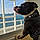 Baloo