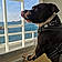 Baloo