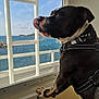 animal, black_and_white, collar, daylight, dog, ferry, marine, outdoor, paws, pet, reflection, resting, sea, side_view, sky, tongue, transportation, travel, water, window