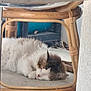 Vanille a rejoint le concours — aidez-le/la à gagner de superbes lots ! animal, calm, cat, comfort, cozy, cute, fluffy, fur, furniture, home, indoor, mirror, peaceful, pet, quiet, reflection, relaxing, resting, sleeping, wooden_chair