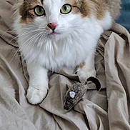 Vanille a rejoint le concours — aidez-le/la à gagner de superbes lots ! animal, beige_fabric, brown_fur, cat, close_up, curious, cute, domestic_cat, feline, fluffy_fur, green_eyes, indoor, paws, pet, playful, resting, soft_texture, toy_mouse, whiskers, white_fur