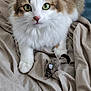 animal, beige_fabric, brown_fur, cat, close_up, curious, cute, domestic_cat, feline, fluffy_fur, green_eyes, indoor, paws, pet, playful, resting, soft_texture, toy_mouse, whiskers, white_fur