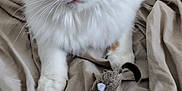 Vanille participe au concours pour gagner de l'argent avec cette photo : animal, beige_fabric, brown_fur, cat, close_up, curious, cute, domestic_cat, feline, fluffy_fur, green_eyes, indoor, paws, pet, playful, resting, soft_texture, toy_mouse, whiskers, white_fur