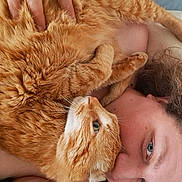 Daddy a rejoint le concours — aidez-le/la à gagner de superbes lots ! animal, blue_eyes, cat, close_up, comfort, cozy, cuddle, domestic, face, friendship, fur, hand, indoor, orange_tabby, person, pet, relaxation, skin, snuggling, warmth