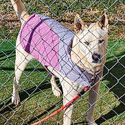 Angel is registered to the contest to win money with this photo: dog, fence, grass, outdoor, pet, animal, leash, canine, sweater, white_dog, chain_link_fence, collar, standing, daylight, ears_up, alert, nature, muzzle, tail, sunlight