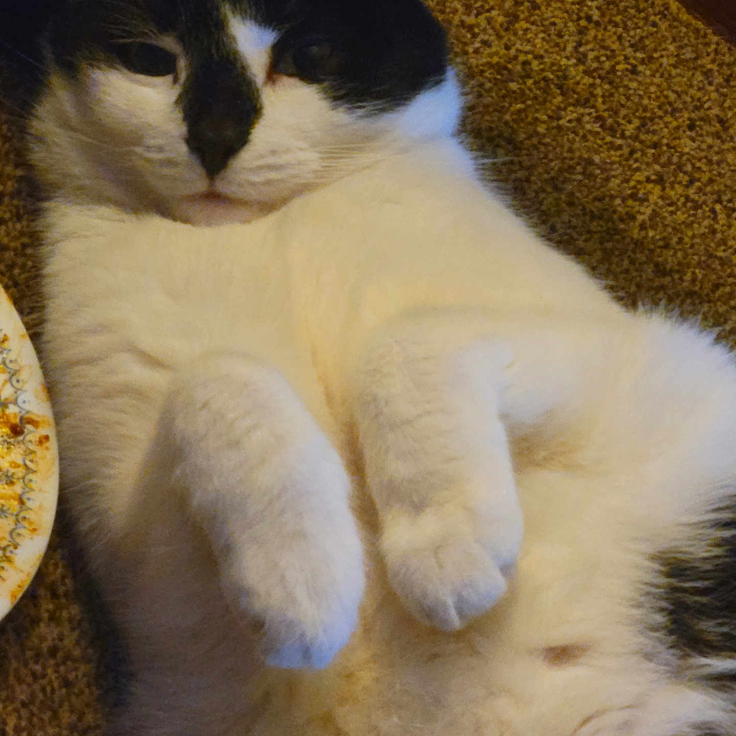 Sassy is registered to the contest to win money with this photo: abyssinian, angora, animal, cat, chair, couch, food, furniture, hardwood, homedecor, indoors, kitten, manx, person, pet, plate, siamese, sleeping, wood