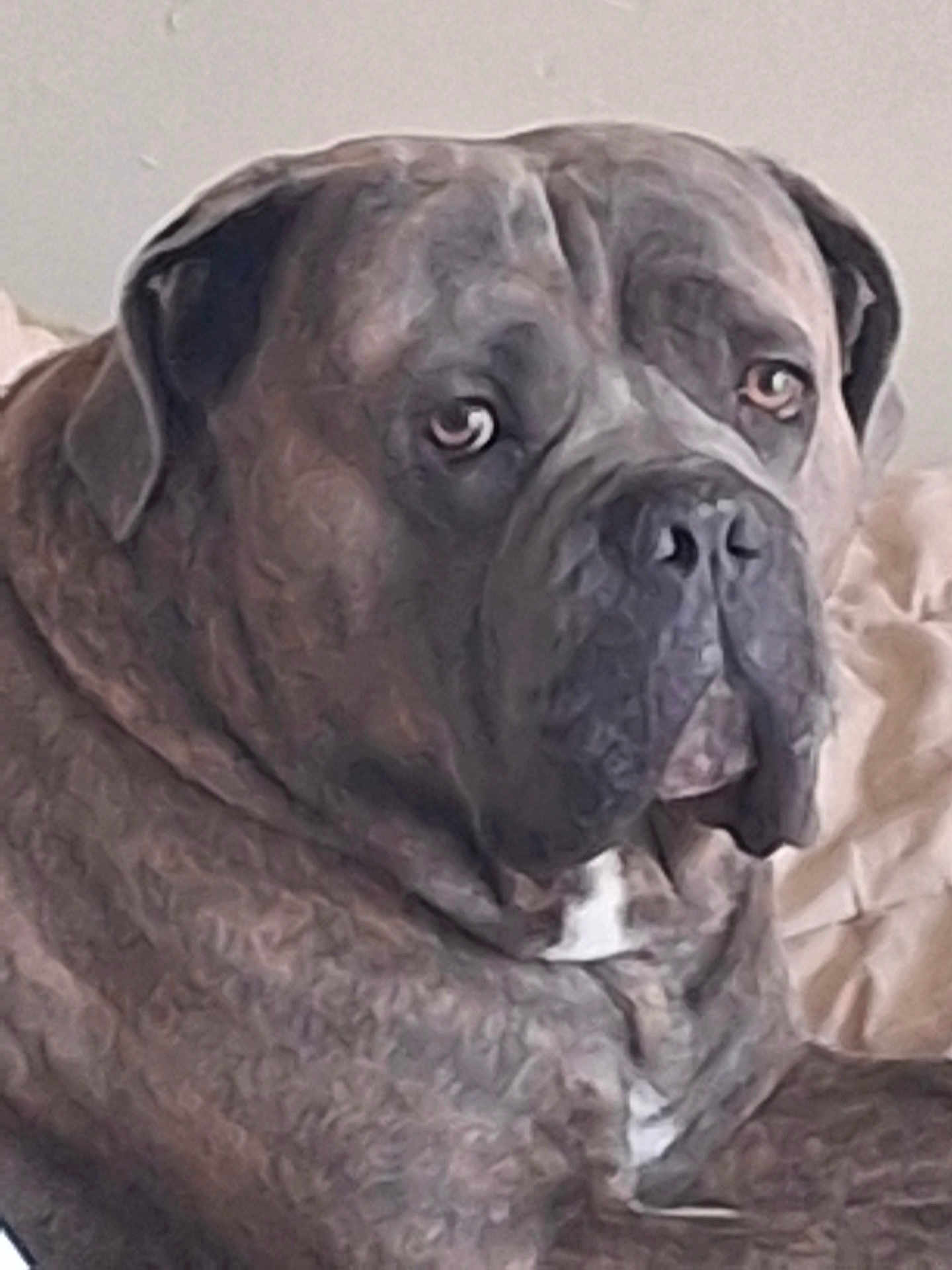 Poker participe au concours pour gagner de l'argent avec cette photo : dog, pet, animal, indoor, portrait, mammal, closeup, brown, fur, face, ears, nose, eyes, expression, resting, canine, companion, cute, domestic, laying