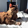 cat, brown_cat, feline, pet, indoor, bed, sunlight, relaxed, resting, whiskers, ears, fur, domestic_animal, cozy, home, door, shadow, animal, sleepy, comfortable