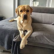 Moka a rejoint le concours — aidez-le/la à gagner de superbes lots ! dog, labrador, pet, couch, blanket, indoor, window, home, furniture, relaxed, animal, canine, light, living_room, crossed_paws, gray, brown, fur, sitting, calm