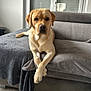 dog, labrador, pet, couch, blanket, indoor, window, home, furniture, relaxed, animal, canine, light, living_room, crossed_paws, gray, brown, fur, sitting, calm