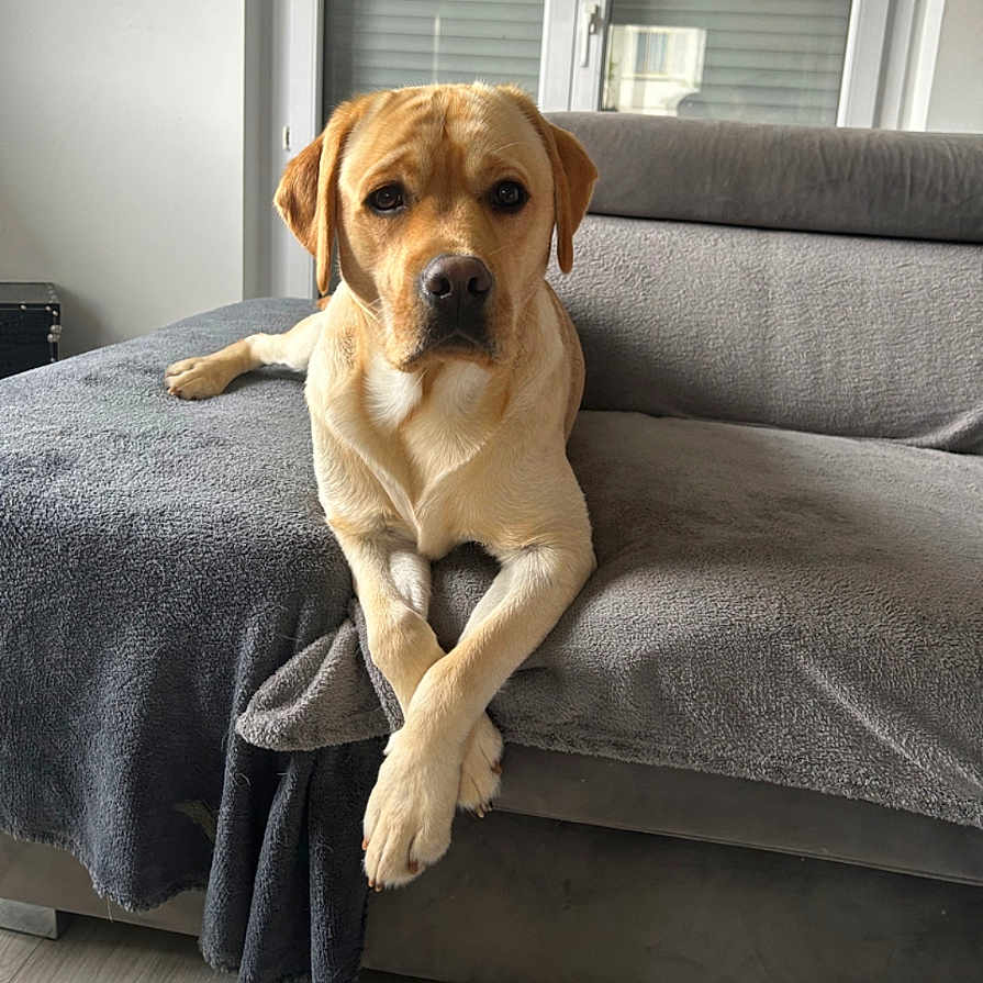 Moka a rejoint le concours — aidez-le/la à gagner de superbes lots ! animal, blanket, brown, calm, canine, couch, crossed_paws, dog, fur, furniture, gray, home, indoor, labrador, light, living_room, pet, relaxed, sitting, window