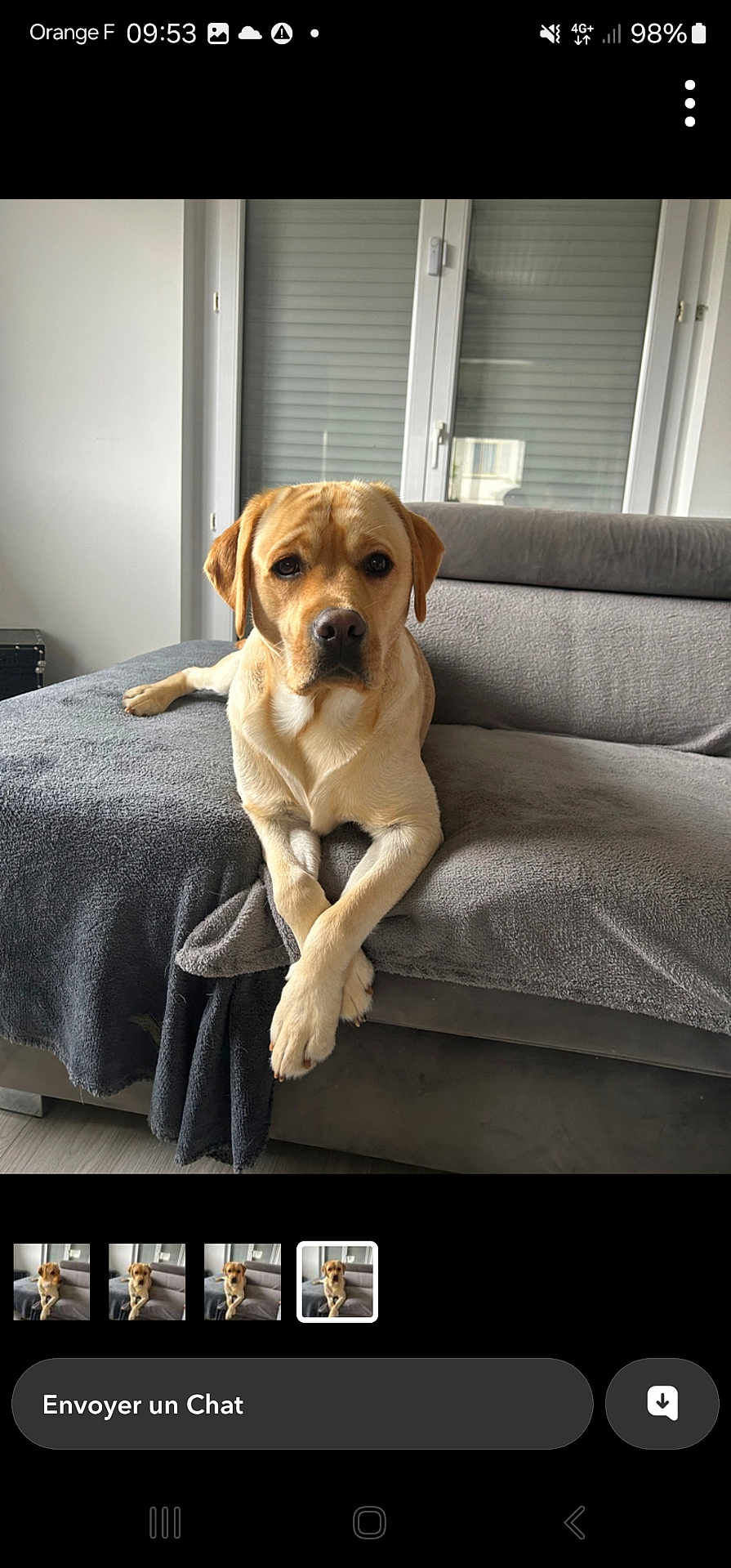 Moka a rejoint le concours — aidez-le/la à gagner de superbes lots ! dog, labrador, pet, couch, blanket, indoor, window, home, furniture, relaxed, animal, canine, light, living_room, crossed_paws, gray, brown, fur, sitting, calm