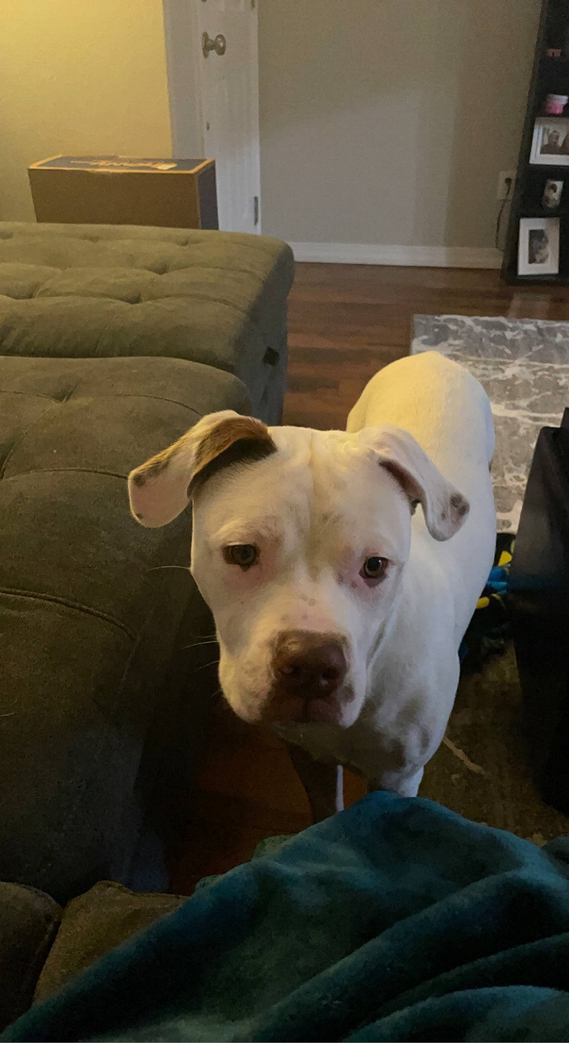 Yeti joined the competition — help win amazing prizes! canidae, carnivore, comfort, companion_dog, couch, dog, dog_breed, fawn, floor, flooring, hardwood, pet_supply, picture_frame, room, snout, sporting_group, terrestrial_animal, whiskers, wood, working_animal