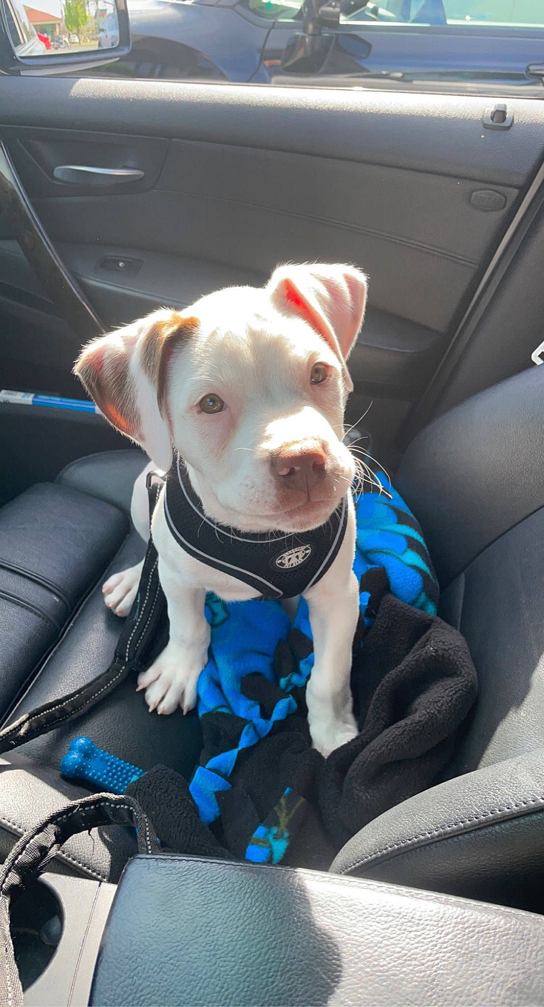 Yeti is registered to the contest to win money with this photo: auto_part, car, car_seat, car_seat_cover, carnivore, collar, companion_dog, dog, dog_breed, dog_collar, dog_supply, electric_blue, family_car, fawn, motor_vehicle, pet_supply, seat_belt, snout, vehicle, working_animal