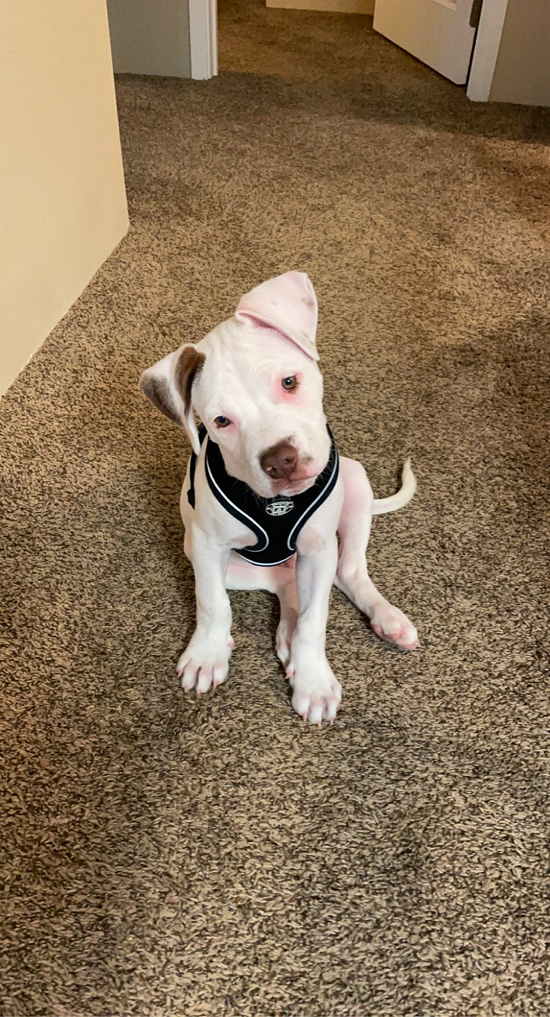 Yeti is registered to the contest to win money with this photo: canidae, carnivore, collar, companion_dog, dog, dog_breed, dog_clothes, dog_collar, fawn, floor, flooring, grass, road_surface, snout, sporting_group, tail, toy_dog, vertebrate, whiskers, working_animal