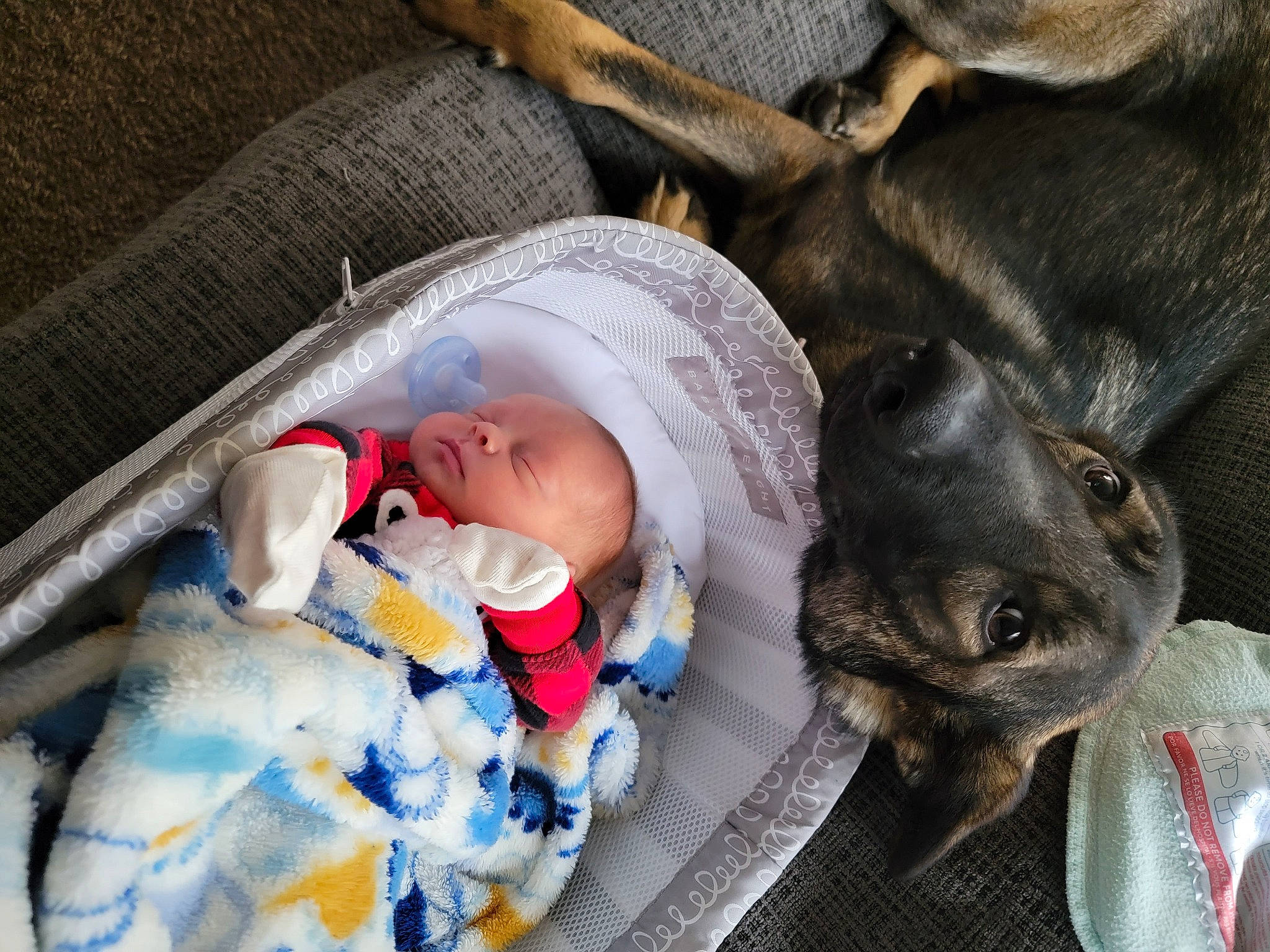 Dayvian joined the competition — help win amazing prizes! baby, baby_products, canidae, carnivore, cat, child, comfort, companion_dog, dog_breed, domestic_short_haired_cat, felidae, fur, hat, linens, nap, person, plastic, sleep, small_to_medium_sized_cats, toddler