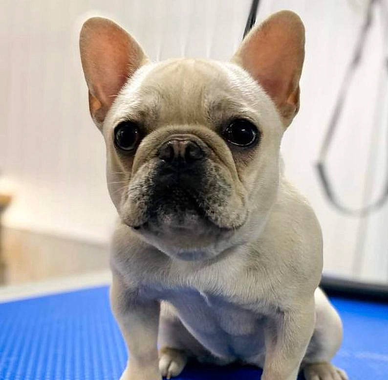 Ice is registered to the contest to win money with this photo: bulldog, canidae, carnivore, close_up, comfort, companion_dog, dog, dog_breed, ear, electric_blue, fawn, non_sporting_group, nose, snout, sporting_group, terrestrial_animal, toy_dog, whiskers, working_animal, wrinkle