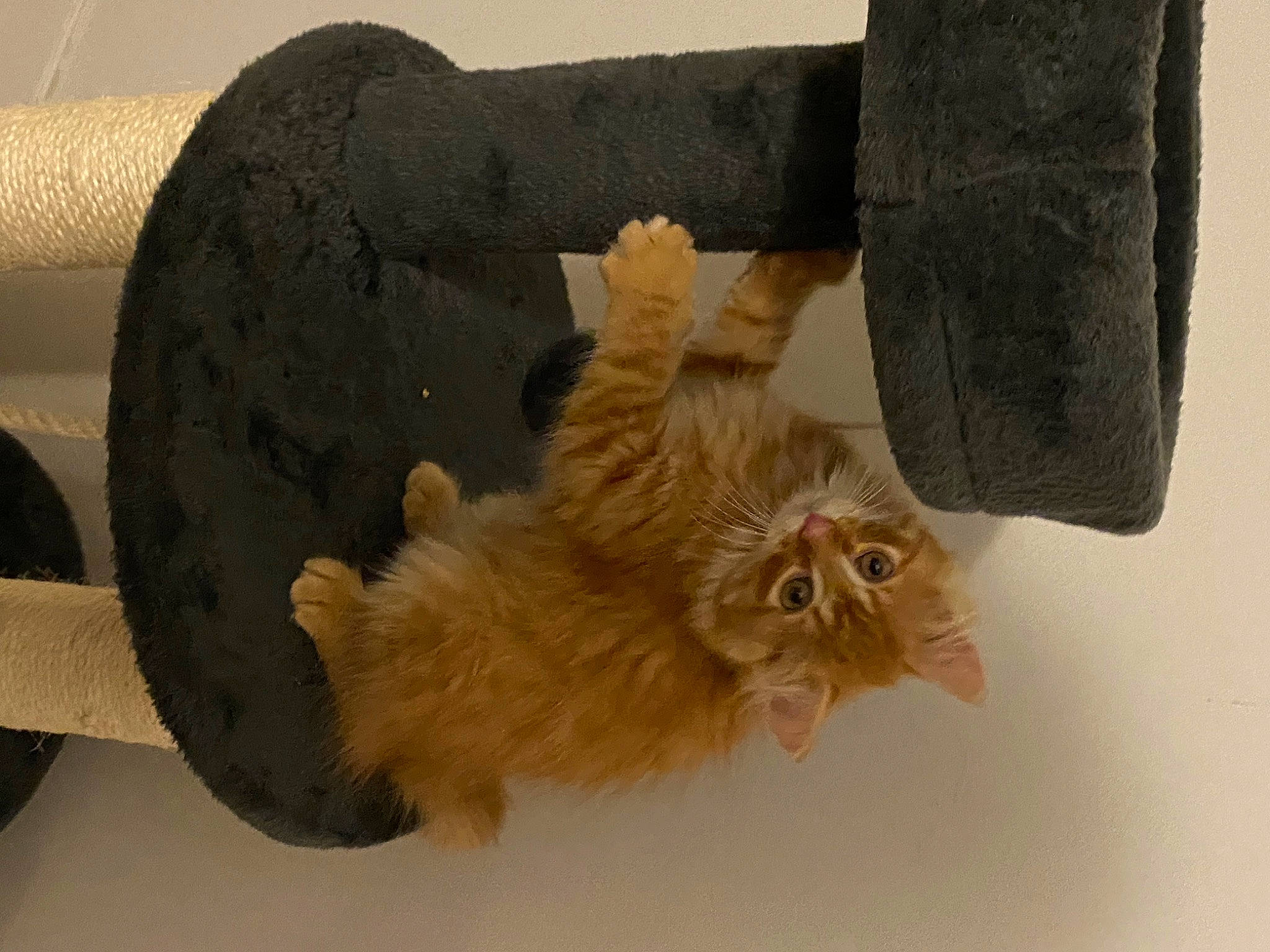 Toulouse a rejoint le concours — aidez-le/la à gagner de superbes lots ! art, bat, canidae, carnivore, cat, cat_bed, dog_breed, fawn, felidae, flooring, fur, liver, paw, peach, small_to_medium_sized_cats, tail, whiskers, wood