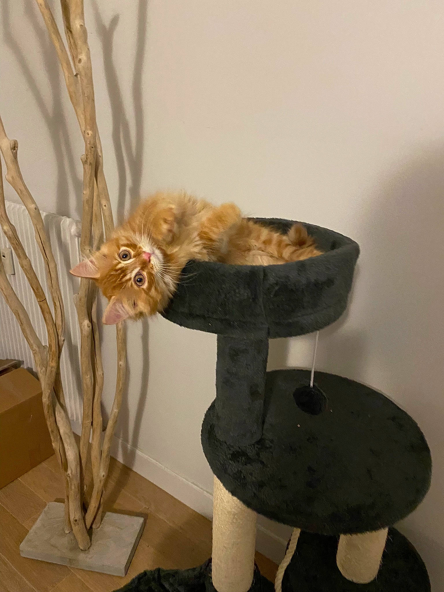 Toulouse participe au concours pour gagner de l'argent avec cette photo : art, artifact, carnivore, cat, cat_supply, fashion_accessory, fawn, felidae, flower, flowerpot, fur, hat, houseplant, natural_material, plant, small_to_medium_sized_cats, tail, twig, whiskers, wood