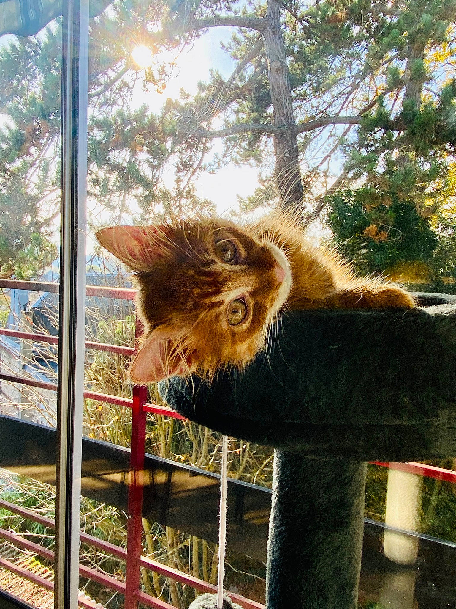 Toulouse a rejoint le concours — aidez-le/la à gagner de superbes lots ! beak, bird_of_prey, carnivore, fawn, feather, felidae, fur, metal, owl, palm_tree, plant, small_to_medium_sized_cats, snout, tail, terrestrial_animal, tree, whiskers, wildlife, window, wood