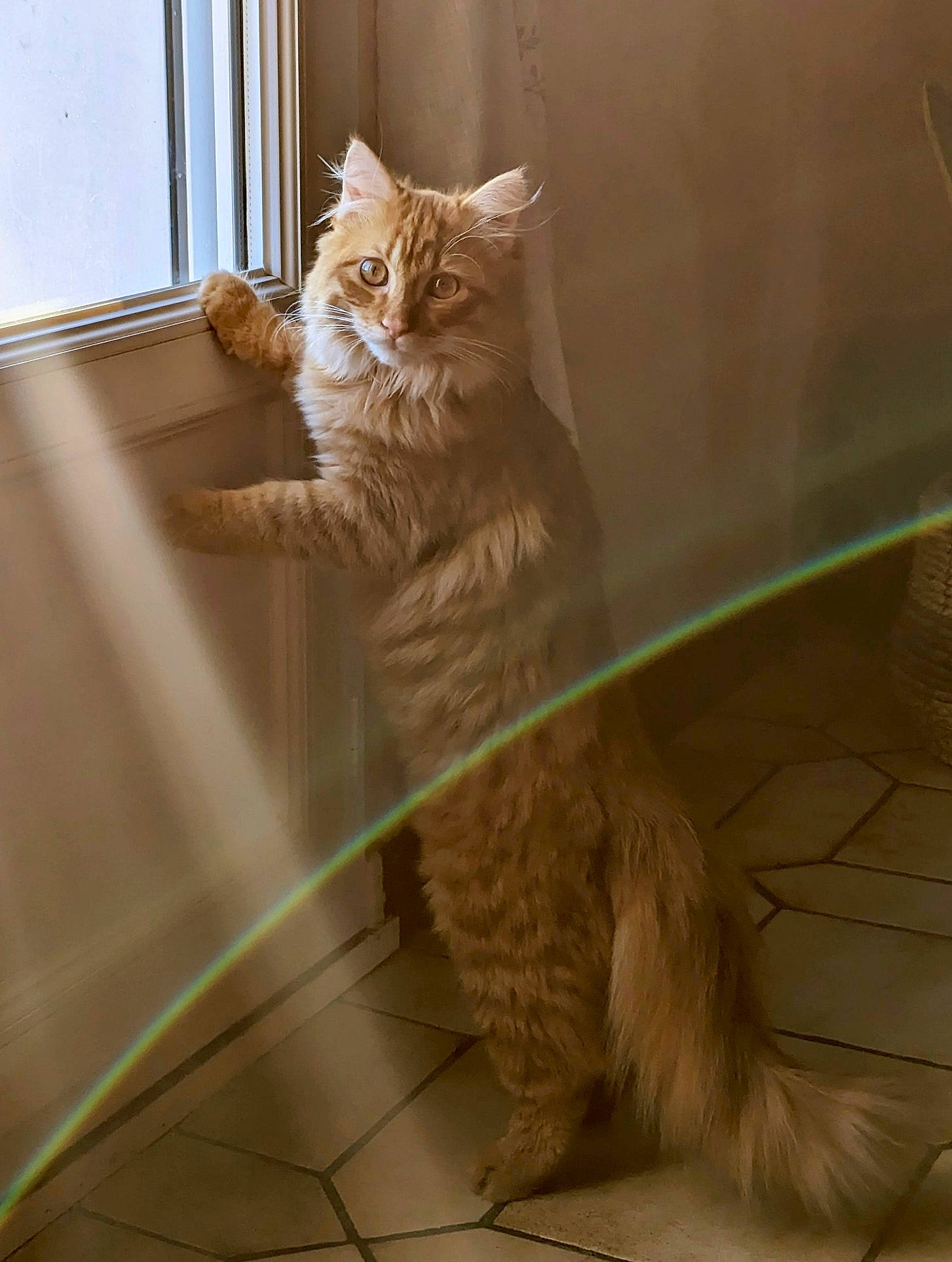 Toulouse a rejoint le concours — aidez-le/la à gagner de superbes lots ! carnivore, cat, claw, domestic_short_haired_cat, fawn, felidae, floor, flooring, fur, grass, hardwood, household_cleaning_supply, sitting, small_to_medium_sized_cats, snout, tail, whiskers, window, wood, wood_flooring