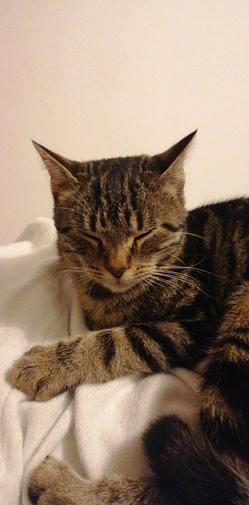 Simba participe au concours pour gagner de l'argent avec cette photo : aegean_cat, american_shorthair, american_wirehair, asian, california_spangled, carnivore, cat, domestic_short_haired_cat, dragon_li, european_shorthair, felidae, fur, kitten, mammal, pixie_bob, polydactyl_cat, small_to_medium_sized_cats, snout, tabby_cat, whiskers