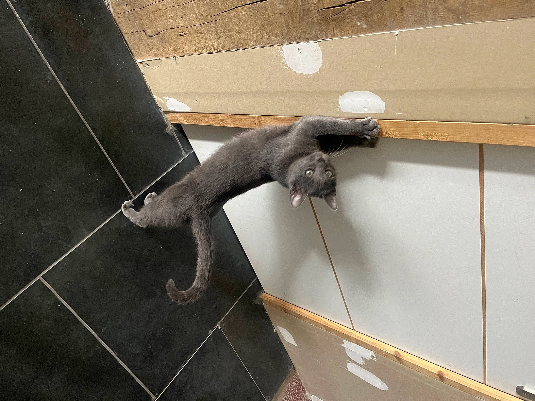 Crapule participe au concours pour gagner de l'argent avec cette photo : balance, beam, building, ceiling, composite_material, daylighting, event, line, metal, roof, sculpture, steel, tail, terrestrial_animal, window, wire, wood