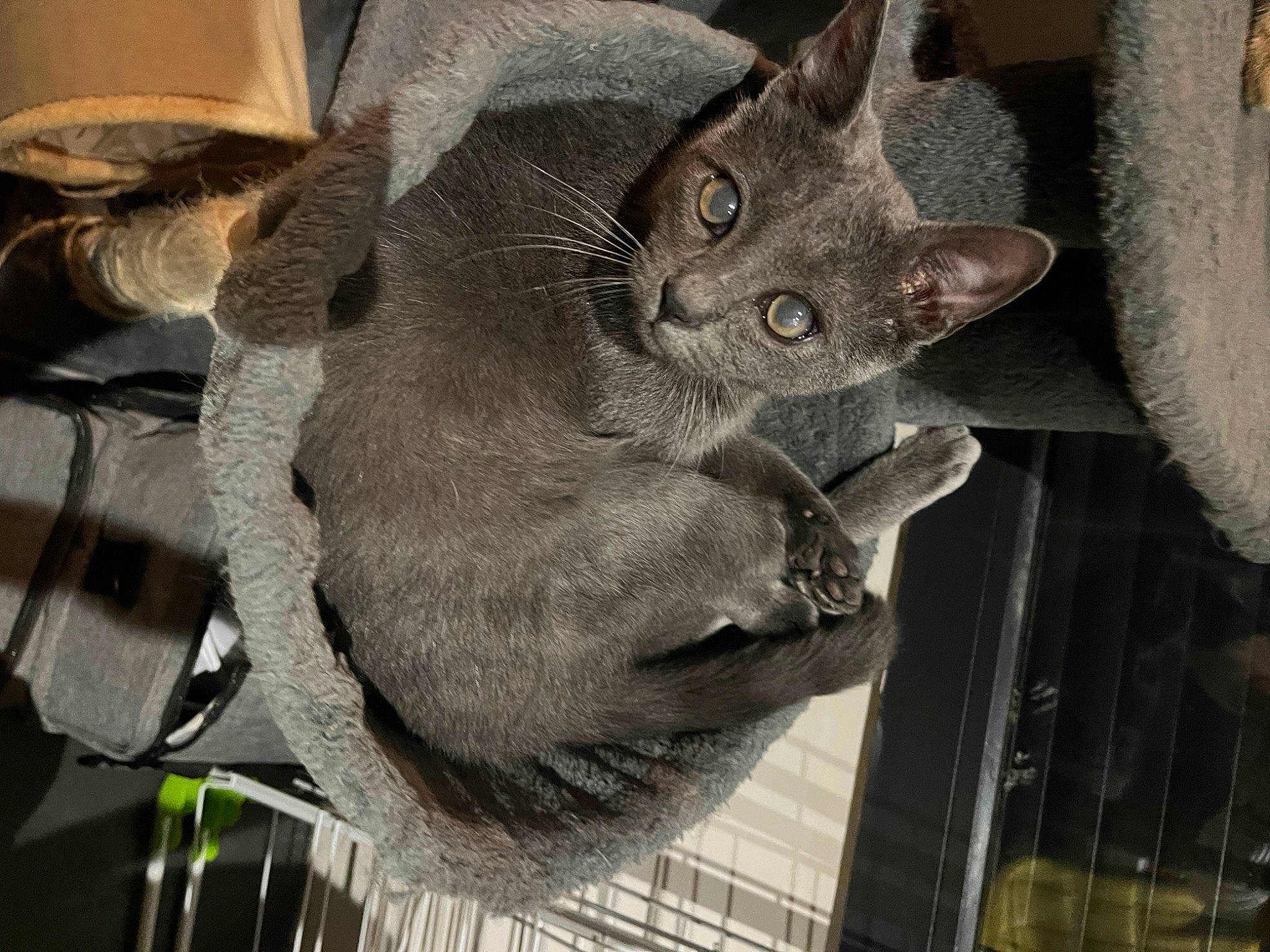 Crapule a rejoint le concours — aidez-le/la à gagner de superbes lots ! camouflage, carnivore, cat, domestic_short_haired_cat, fawn, felidae, fur, grey, plant, pocket, russian_blue, sculpture, small_to_medium_sized_cats, snout, tail, tree, whiskers, window, wood