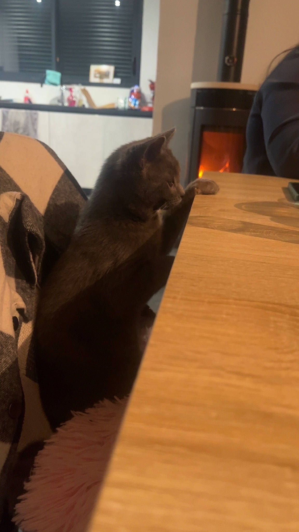 Crapule a rejoint le concours — aidez-le/la à gagner de superbes lots ! brown, carnivore, cat, comfort, domestic_short_haired_cat, fawn, felidae, floor, flooring, hardwood, laminate_flooring, plywood, small_to_medium_sized_cats, table, tail, varnish, whiskers, wood, wood_flooring, wood_stain